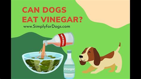 is vinegar harmful to dogs